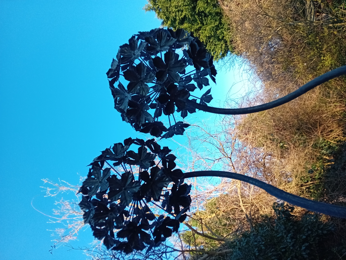 Galvanized and patinated steel Alliums