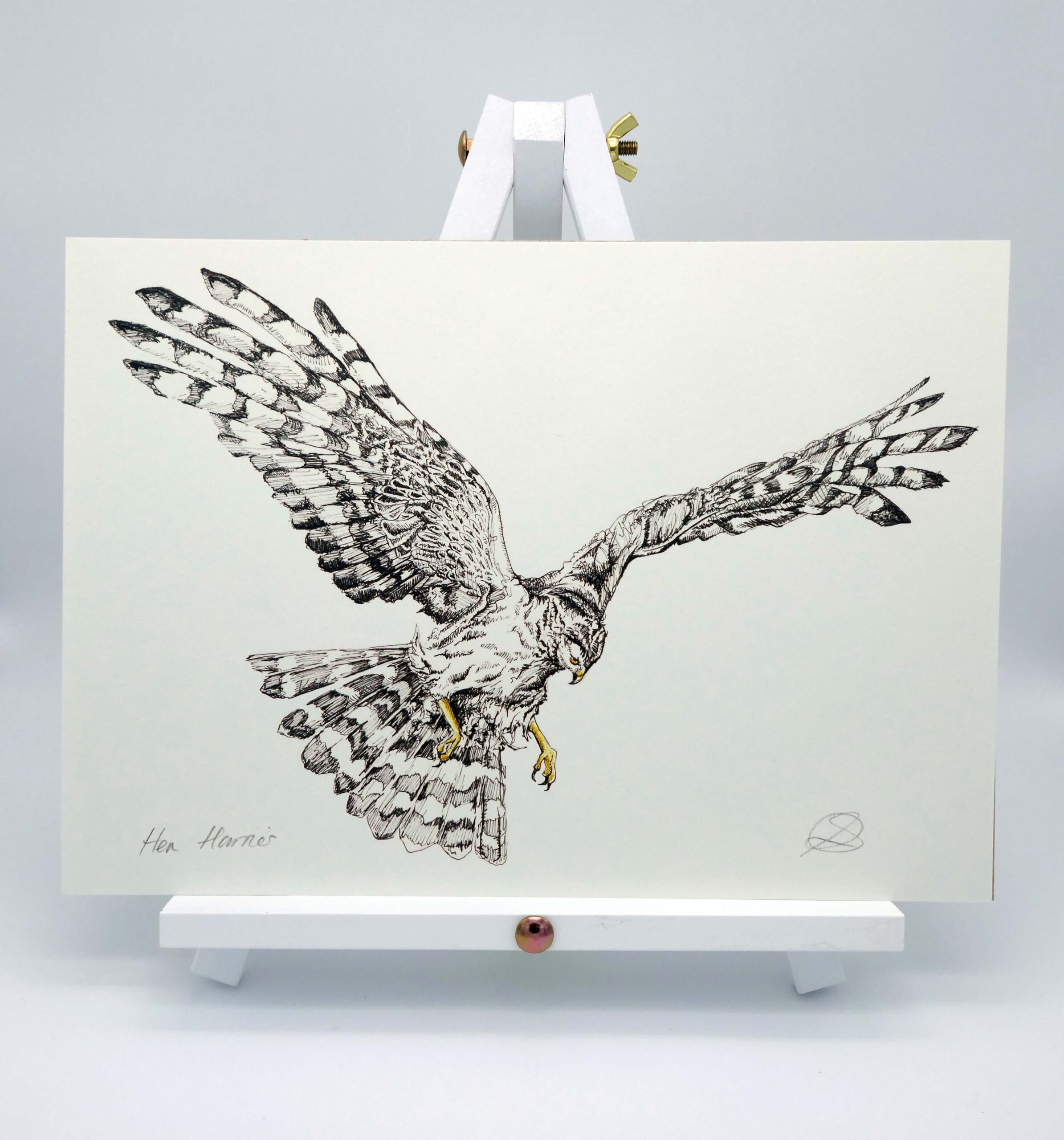 Female Hen Harrier in flight, digital print of an original fineliner drawing, A4